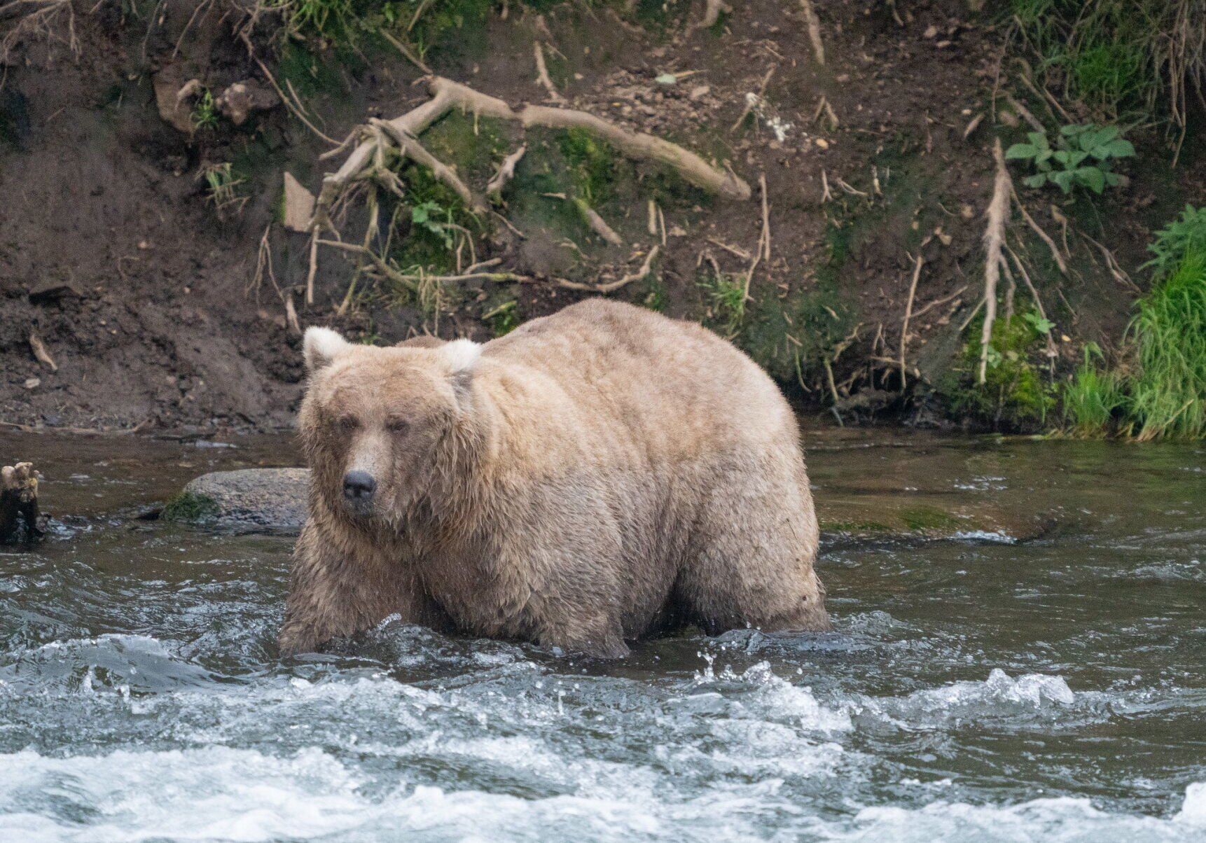 Hold onto your fish, Fat Bear Week is back